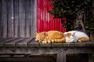 Fotografia artistica Cats sleeping on the bench, Marser, (40 x 26.7 cm)