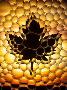 Illustrazione Maple leaf bubbles, Don Farrall, (30 x 40 cm)