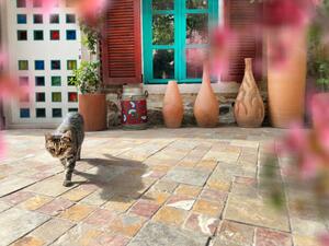 Fotografia Cute domestic cat by house front door, imagedepotpro, (40 x 30 cm)