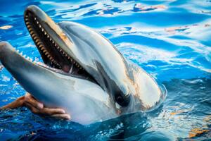 Fotografia Dolphin smile in water scene with, EvaL, (40 x 26.7 cm)