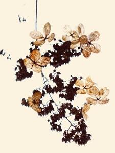 Illustrazione Withered flowers can be used as bookmarks, fanjie Tang