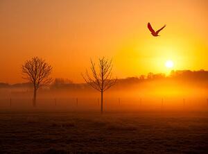 Fotografia artistica Misty sunrise with crow, Michael Roberts, (40 x 30 cm)