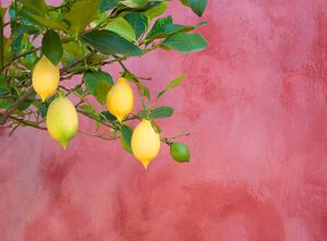 Fotografia artistica lemon tree near red wall, Grant Faint, (40 x 30 cm)