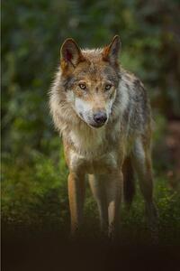 Fotografia European Gray Wolf Canis lupus lupus, Raimund Linke, (26.7 x 40 cm)