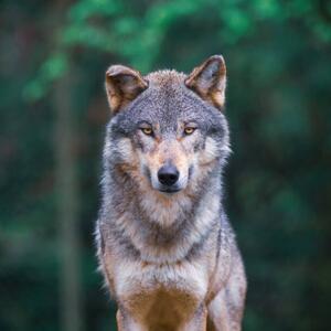 Fotografia artistica Grey wolf looking straight in, tilo, (40 x 40 cm)