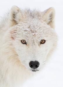 Fotografia artistica Arctic wolf closeup with snow on, Jim Cumming, (30 x 40 cm)