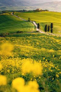 Fotografia Tuscany springtime in the afternoon Path, Francesco Riccardo Iacomino, (26.7 x 40 cm)