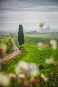 Fotografia artistica Tuscany landscape view of green hills, serts, (26.7 x 40 cm)