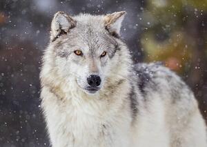 Fotografia artistica Wolf in Winter Snow, KenCanning, (40 x 30 cm)