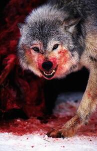 Fotografia artistica Grey wolf Canis lupus snarling over fresh kill, John Giustina, (26.7 x 40 cm)