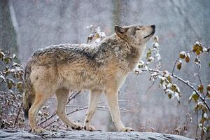 Fotografia artistica Easter gray wolf In winter, Copyright Michael Cummings, (40 x 26.7 cm)