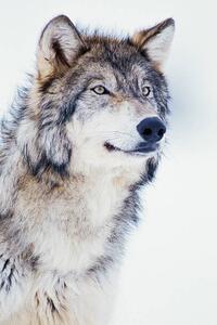 Fotografia Winter Timber Wolf, David A. Northcott, (26.7 x 40 cm)