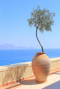 Fotografia Olive tree growing in a pot, itsabreeze photography, (26.7 x 40 cm)
