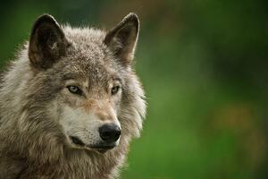 Fotografia Gray Wolf, Copyright Michael Cummings, (40 x 26.7 cm)