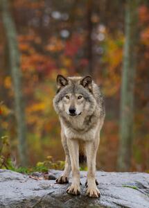 Fotografia artistica Timber wolf standing on a, Jim Cumming, (30 x 40 cm)