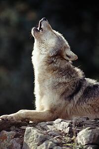 Fotografia Grey Wolf Canis lupus howling on rock, John Giustina, (26.7 x 40 cm)
