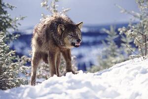 Fotografia Snarling Wolf, Terry W. Eggers, (40 x 26.7 cm)