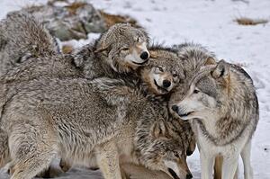 Fotografia Timber Wolf Pack, Copyright Michael Cummings, (40 x 26.7 cm)