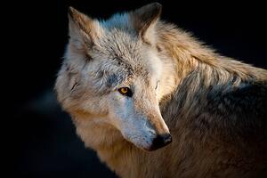 Fotografia artistica Arctic wolf Canis lupus arctos, Daniel Hernanz Ramos, (40 x 26.7 cm)