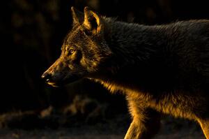 Fotografia Wolf in Golden Light, Chad Graham, (40 x 26.7 cm)