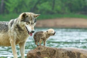Fotografia artistica Gray Wolf pup and adult, Stan Tekiela Author / Naturalist / Wildlife Photographer, (40 x 26.7 cm)
