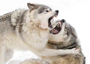Fotografia artistica Timber wolves play fighting in the snow, Jim Cumming, (40 x 26.7 cm)