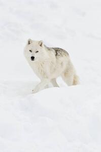 Fotografia artistica Arctic wolf walking on snow in winter, Maxime Riendeau, (26.7 x 40 cm)