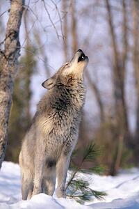 Fotografia artistica Howling Grey Wolf Montana, Art Wolfe, (26.7 x 40 cm)