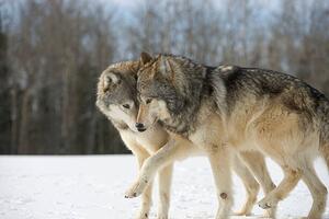 Fotografia artistica Wolves Canis lupus nuzzling in snow side view, John Giustina, (40 x 26.7 cm)