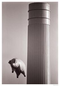 Posters, Stampe Pink Floyd - Animals Inflatable pig 1976, (59.4 x 84 cm)