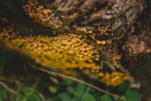Fotografia artistica Tiny mushroom fungus, Annie Otzen, (40 x 26.7 cm)