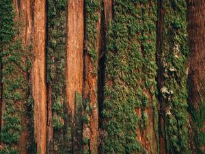 Fotografia artistica Natural moss pattern on cedar tree, Alex Ratson, (40 x 30 cm)
