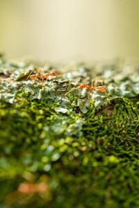 Fotografia artistica Two weaver ants on a lichen, Jordan Lye, (26.7 x 40 cm)