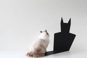 Illustrazione Conceptual ragdoll cat looking at bat shadow, pchyburrs