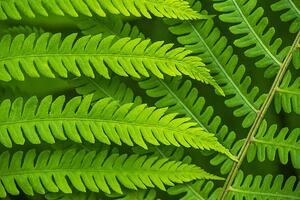 Fotografia Fern leaf in the forest - green nature background, Belyay