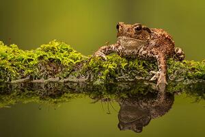 Fotografia artistica A common toad, MarkBridger, (40 x 26.7 cm)