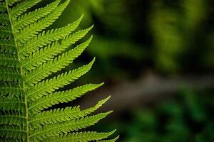 Fotografia leaf of a fern, dbefoto