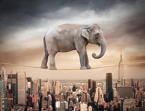 Illustrazione Elephant balancing on the rope, narvikk, (40 x 30 cm)