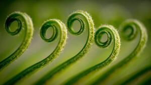 Fotografia Close-up of fern Gujranwala Punjab Pakistan, Umair Zia / 500px
