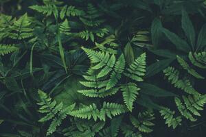 Fotografia artistica Jungle leaves background, Jasmina007, (40 x 26.7 cm)