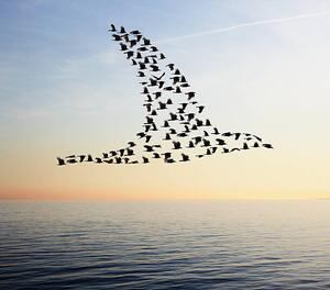Illustrazione Flock of birds in bird formation flying above sea, Tim Robberts