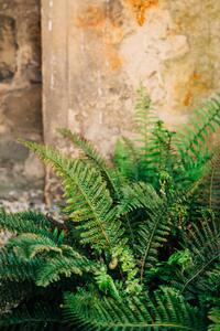 Fotografia artistica Green fern leaves lush foliage, Olena Malik, (26.7 x 40 cm)