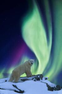 Fotografia artistica Aurora borealis and polar bear, Patrick J. Endres, (26.7 x 40 cm)