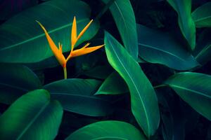 Fotografia artistica tropical leaves colorful flower on dark, sarayut Thaneerat, (40 x 26.7 cm)
