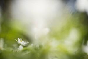 Fotografia artistica white willows in spring in clear, Schon, (40 x 26.7 cm)