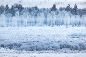 Fotografia Hoar frosted trees in Jackson Wyoming, David Clapp
