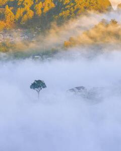 Fotografia artistica lonely tree in the fog with, Khanh Bui, (30 x 40 cm)