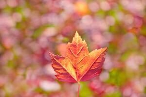 Fotografia Fall leaves, Grant Faint