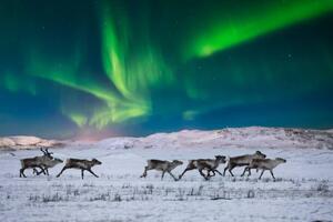 Fotografia Wild reindeer on the tundra on, Anton Petrus