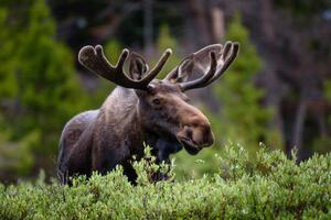 Fotografia artistica A moose moose in the forest Fort, Hawk Buckman / 500px, (40 x 26.7 cm)